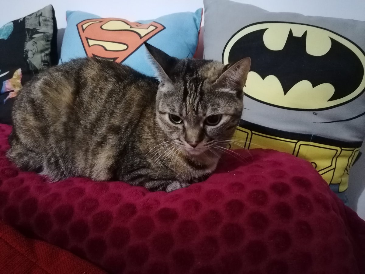 MyPrideHD's tweet photo. See a movie with a cat is like ⬇️⬇️⬇️ #gatti #cat😻 #cats #pets #catsofinstagram #Batman #Superman #SuperBat #beautifulcatsofinstagram #november #lovelycats😻 #dccomics #CatsOfTwitter https://t.co/aTUmfHmfaY