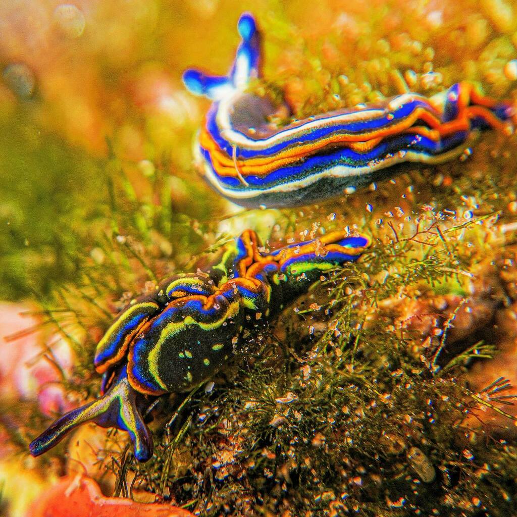 SvetoslavBonev's tweet photo. Colorful pair
.
.
.
.
.
.
.
#Scubadiving #live2scuba #underwater #raw #macro #photography #reef #fish #life #nature #beauty #colors #travel #adventures #igers #instagrammer #instashot #instamoment #instaphoto #instatravel #instascuba #photooftheday #naut… https://t.co/9c51g8GT30 https://t.co/faghuXX3F3