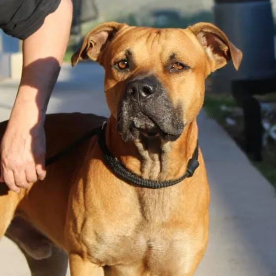 cerimisu's tweet photo. Please help Butch & Moose🙏
They need our help to get out of #CorpusChristi🚨
#pledge any amount to help these two beautiful dogs https://t.co/qOBrj7gK04
