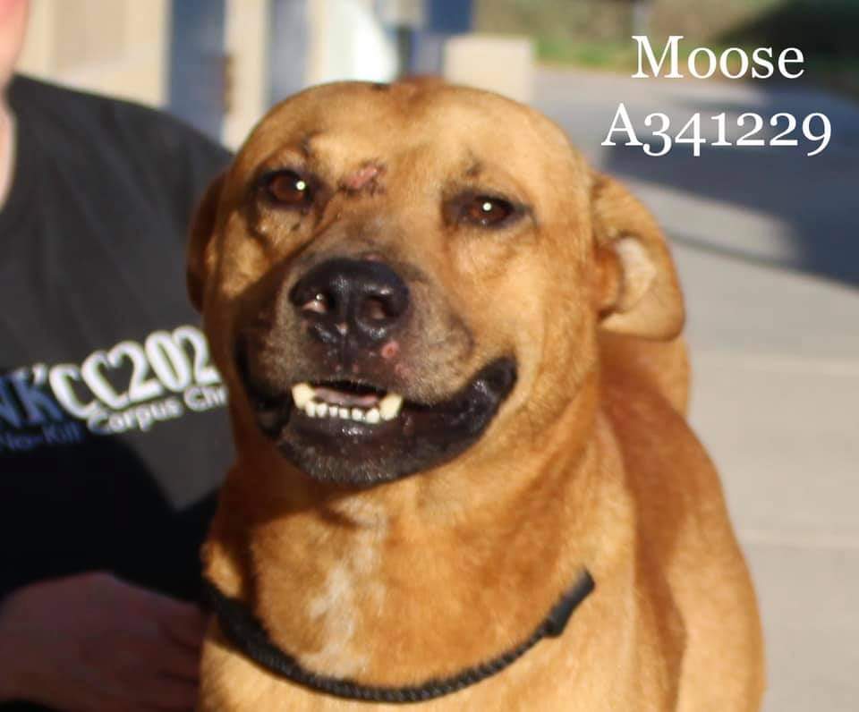 cerimisu's tweet photo. Please help Butch & Moose🙏
They need our help to get out of #CorpusChristi🚨
#pledge any amount to help these two beautiful dogs https://t.co/qOBrj7gK04