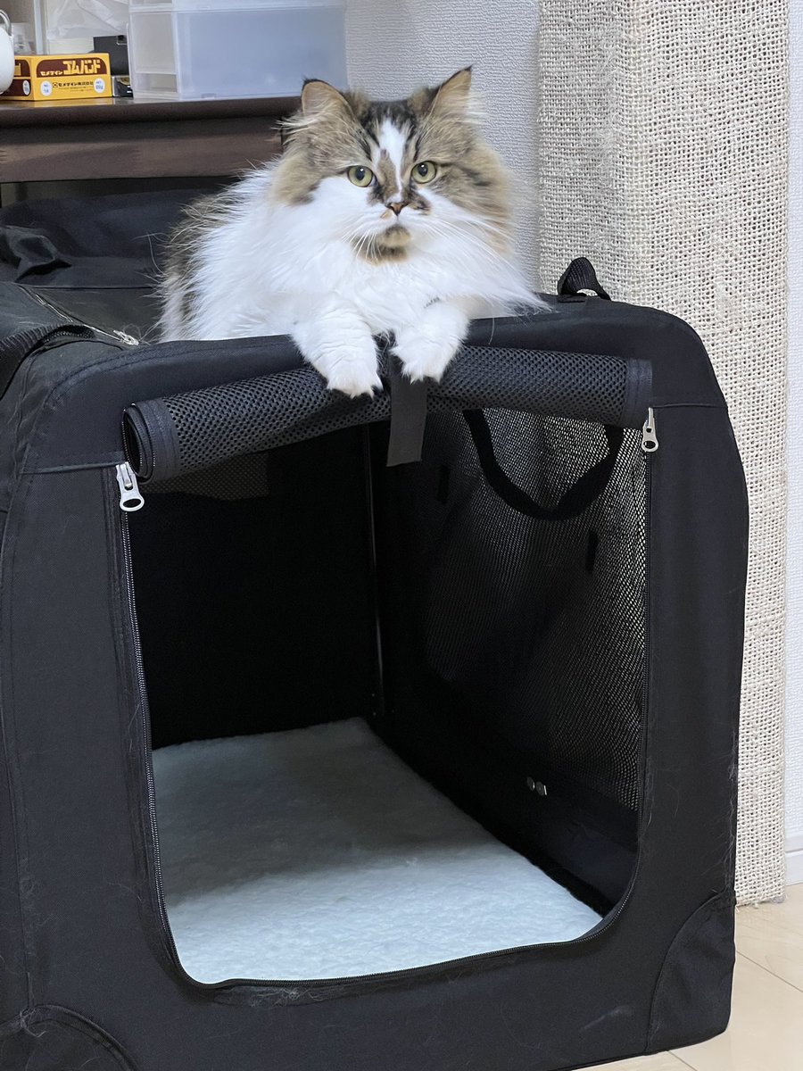新しい使い方にドヤる猫