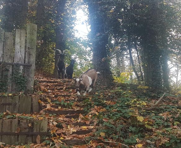 lfpchambly's tweet photo. Des nouvelles d'Eureka, Flash et Dynamite qui sont au  collège de Montmorency @Clg_Ronsard😊
Ils sont très heureux et ont adoré la petite balade en forêt en notre compagnie  🌳🌲🍂 https://t.co/HpK9zimsEa