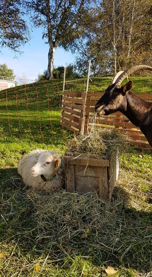 lfpchambly's tweet photo. Nous étions de retour à l'IME de Sarcelles. Le sourire des enfants a fait rayonner le soleil toute la journée. Au programme : nourrissage, câlinage, découverte de la ruche et des abeilles, parcours de motricité avec un chien, une chèvre, une brebis ou un agneau 😁 https://t.co/seyx7lA4Sl