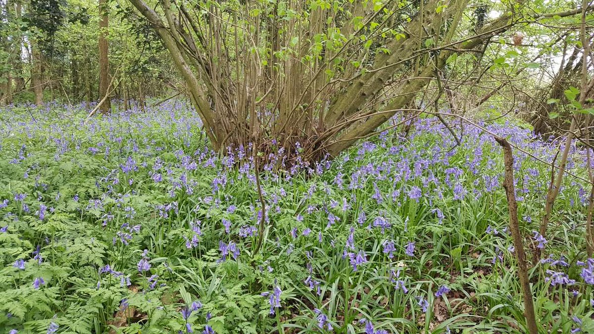 TingewickPotter's tweet photo. Before &amp; after pictures taken from the same place on a public footpath. Complete destruction of the bluebell wood. 
#HS2 really is costing the earth.  #weonlyhaveoneplanet
#stophs2 @Hs2Rebellion #COP26 https://t.co/bmsDILTPha