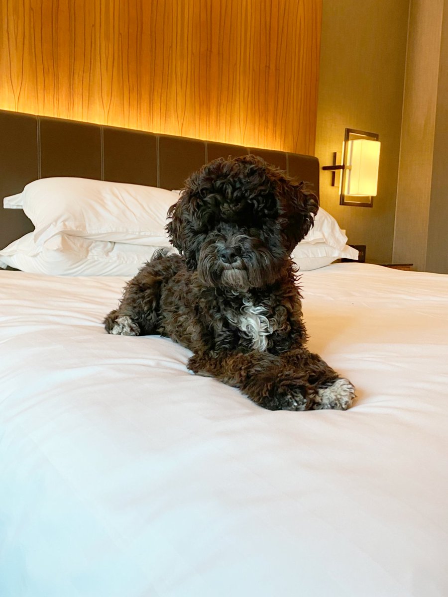 HyattCalgary's tweet photo. It was Loki’s first time staying at a hotel but he fell asleep right away on his king bed. #PetFriendly #HyattRegency #Hyatt #yychotel #yychotels #calgaryhotel #calgaryhotels #tourismcalgary https://t.co/IOVyA0bLMv