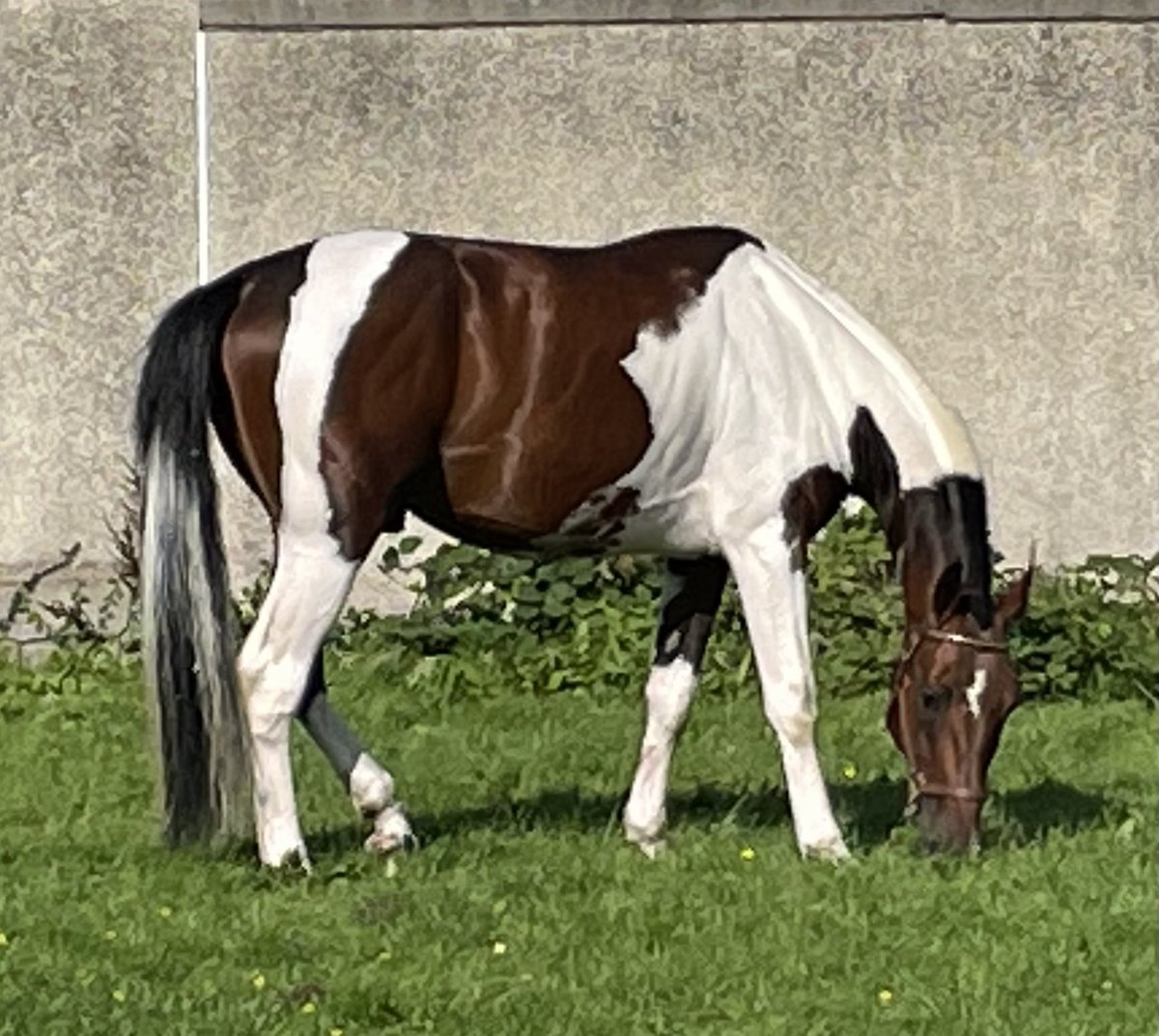 CliveCullen21's tweet photo. @allan1144 @KnutssonTrot @StableSvanstedt @Ajen13 Kikipanda grandson of splashed https://t.co/LFUsoZiXR8