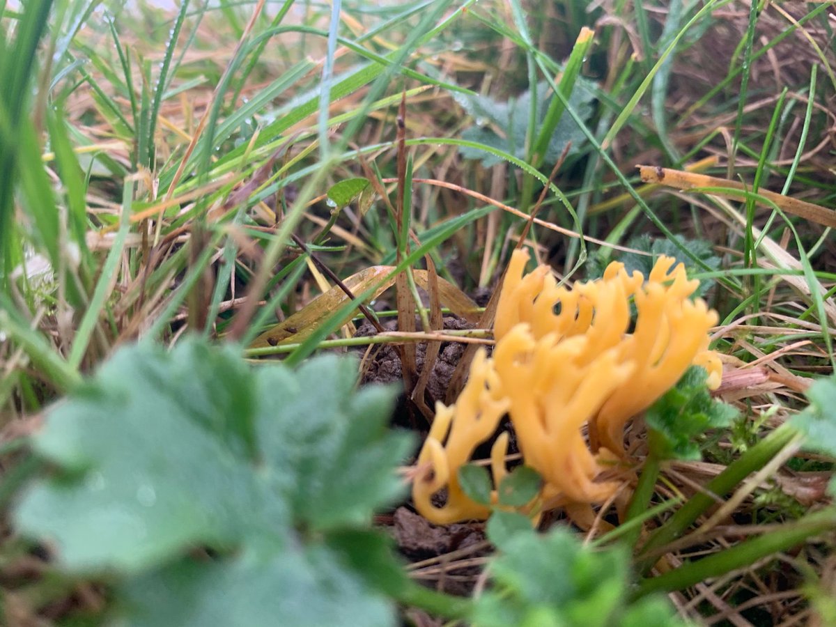 HighWealdNL's tweet photo. Check out these slimy beauties found today during our annual waxcap fungi survey - gotta love that undisturbed, healthy, High Weald soil ❤️❤️❤️thanks to  @wingers1977 for the pics! #mushroommonday @NEFieldUnit https://t.co/dXM65u834m