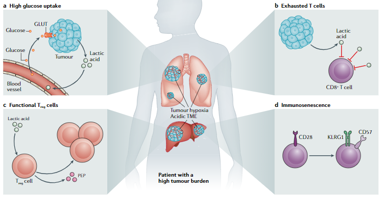 Does tumor burden impact tumor immunity and response to immunotherapy? Important review on this topic <a href="/NatRevClinOncol/">NatureRevClinOncol</a> ow.ly/rFWA50GNIpz #JITC SM <a href="/MosheOrnsteinMD/">Moshe Ornstein MD</a>
