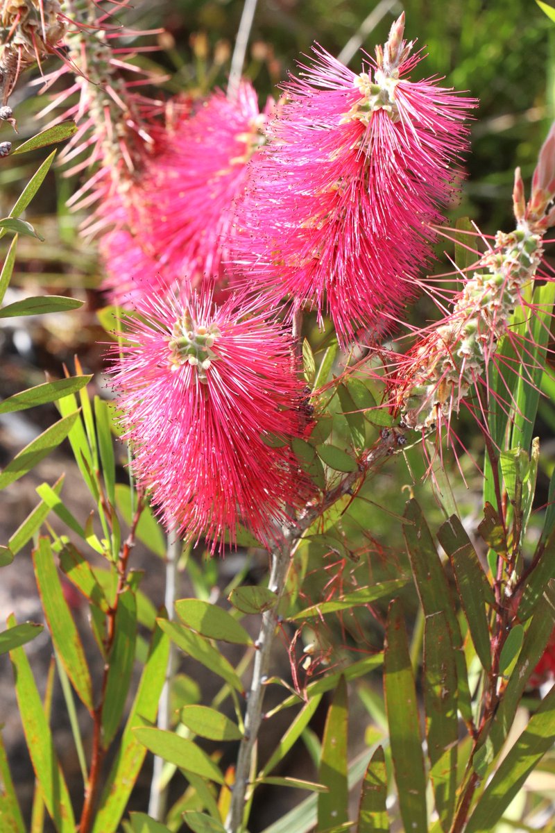 Maybe it's rare &amp; #endangered Callistemon forresterae, maybe it's not, but whatever it is, it's mighty pretty. Hunting rare species isn't always easy (especially when they're tricky to ID), but who can complain when the target is so stunning! #PlantBank #conservation #ozplants
