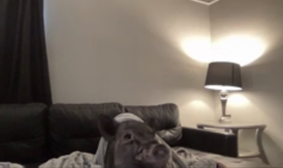 AgilePeter's tweet photo. #zoompig is real. #oink https://t.co/CIdh078bHb