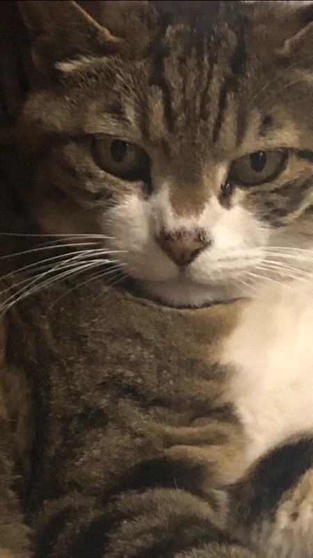 おもろすぎ。母と故猫ばあさんの仁義なき戦い