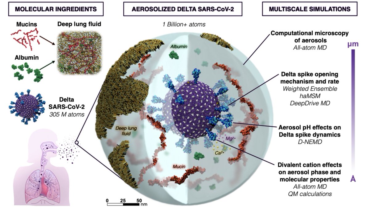 Rommie Amaro (@rommieamaro) on Twitter photo Check out 👀 our #COVIDisAirborne preprint w/ tech aspects of our billion-atom simulation of Delta #SARSCoV2 in a respiratory aerosol, multiscale sims of spike opening <a href="/ltchong/">Lillian Chong</a> <a href="/arvindr_/">Arvind Ramanathan (he/him)</a>, pH <a href="/AdrianMulholla1/">Adrian Mulholland</a> & calcium effects <a href="/tfmiller3/">Thomas Miller</a> <a href="/EntosAI/">Iambic Therapeutics</a>
tinyurl.com/c0v1d1sa1rb0rn3 Check out 👀 our #COVIDisAirborne preprint w/ tech aspects of our billion-atom simulation of Delta #SARSCoV2 in a respiratory aerosol, multiscale sims of spike opening <a href="/ltchong/">Lillian Chong</a> <a href="/arvindr_/">Arvind Ramanathan (he/him)</a>, pH <a href="/AdrianMulholla1/">Adrian Mulholland</a> & calcium effects <a href="/tfmiller3/">Thomas Miller</a> <a href="/EntosAI/">Iambic Therapeutics</a>
tinyurl.com/c0v1d1sa1rb0rn3