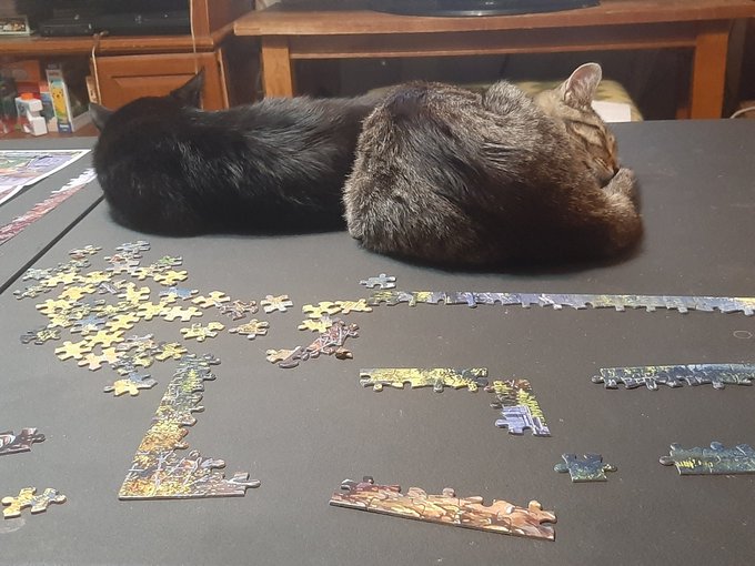They are pretty sure they are helping and are not in the way. #cats #kittens #lifewithcats #puzzle https://t<a href="/tag/cats"class="tags"><span>#cats</span></a><a href="/tag/puzzle"class="tags"><span>#puzzle</span></a><a href="/tag/kittens"class="tags"><span>#kittens</span></a><a href="/tag/lifewithcats"class="tags"><span>#lifewithcats</span></a>