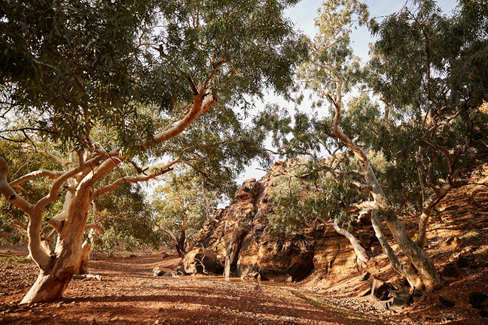 AlistairPoore's tweet photo. We are hiring! New joint appointment - Chief Scientist @BushHeritageAus and Director, Fowlers Gap Arid Zone Research Station @UNSWScience @unswbees @CES_UNSW #restoration #conservation
https://t.co/FNy1ApBsIN https://t.co/A1bCBiX7hg