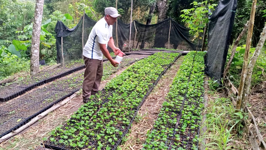 Agricultura_CZ4's tweet photo. #Jipijapa | Técnicos del Proyecto de Reactivación Café y Cacao (PRCC) del @AgriculturaEc, brindan asistencia técnica en manejo de viveros de café, control de plagas y enfermedades a productores de la parroquia La Unión y los recintos La Prosperina y Cascabel.
#JuntosLoLogramos https://t.co/VE7junrnzz