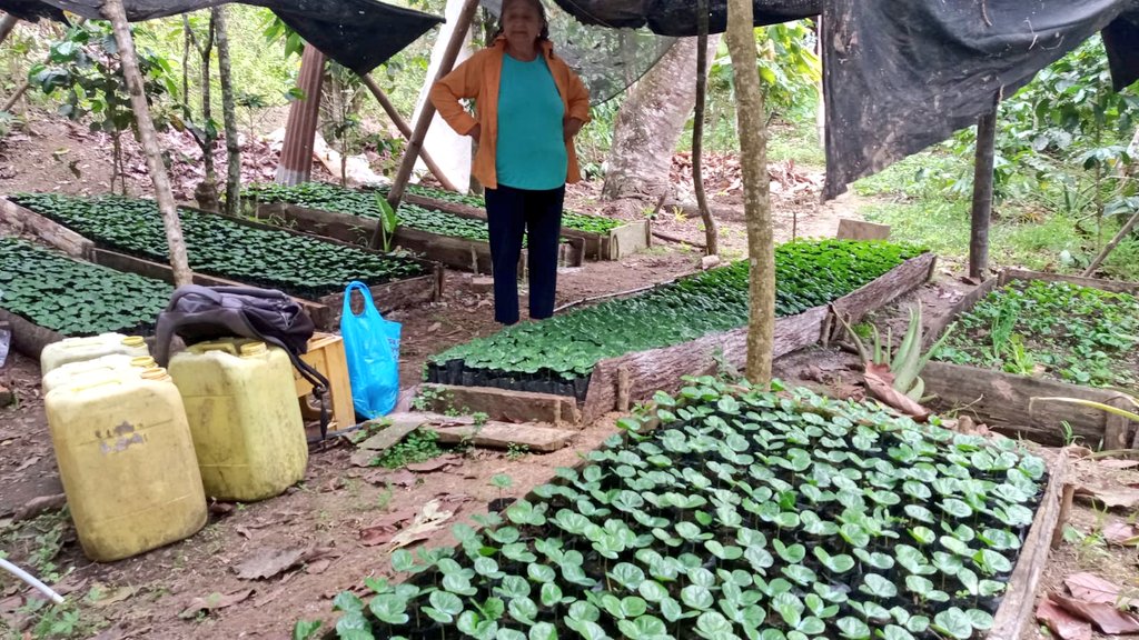 Agricultura_CZ4's tweet photo. #Jipijapa | Técnicos del Proyecto de Reactivación Café y Cacao (PRCC) del @AgriculturaEc, brindan asistencia técnica en manejo de viveros de café, control de plagas y enfermedades a productores de la parroquia La Unión y los recintos La Prosperina y Cascabel.
#JuntosLoLogramos https://t.co/VE7junrnzz