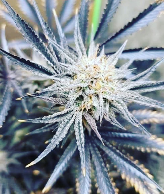 PhenoWolf's tweet photo. Concrete Colada 

Cement Shoes
X
Pineapple Dragon 

Bred by: @greenwolf_genetics 
Grown by: Lee Spralding https://t.co/J4geRL882x https://t.co/edd4sgi02L