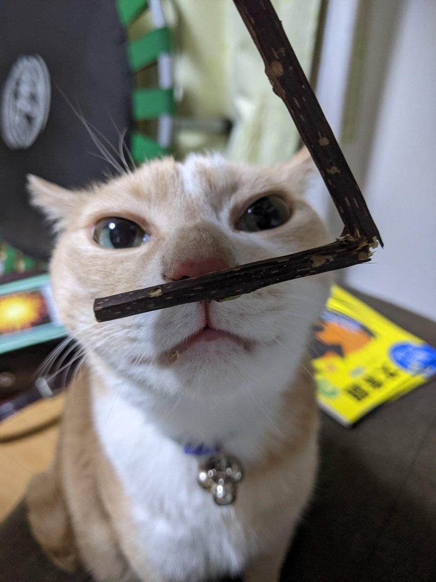 tora_cream's tweet photo. またたびｽﾝｽﾝねこ。 https://t.co/kaJO6jlgbD