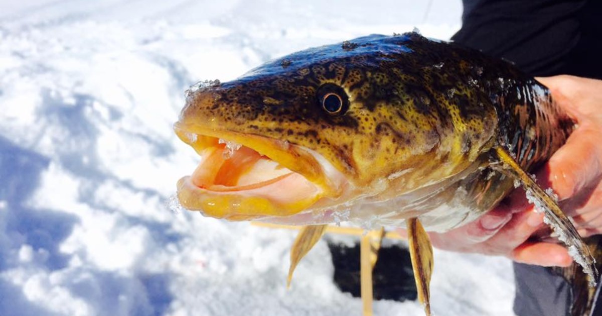 USFWSAlaska's tweet photo. From songbirds to singsong gadoid, Arctic National #WildlifeRefuge has something for everyone! Get to know the burbot, North America's only freshwater cod-like fish 🐟 https://t.co/oelB4zYUXN

📷 @Liebichthy #AllTheFish #ArcticBirdFest #BirdsVSFish #TeamFish https://t.co/NiWMbntMcV