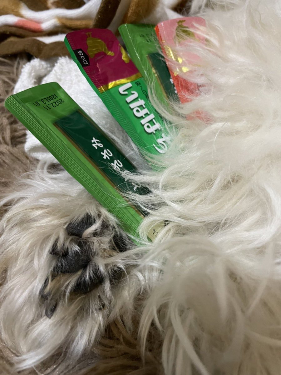 poyon5656's tweet photo. あんずちゃん、今日の13時から14時頃お空に行きます。たくさんのチュールを抱えて☺️
お空を見上げてくれると嬉しいです。 https://t.co/2jaN2Dosiv