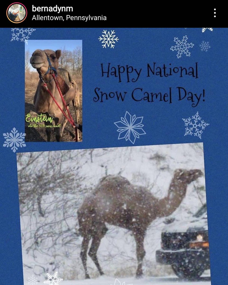 LVwithLove's tweet image. Wow. It's been three years since #SnowCamel came into our lives! 

@bernadynm #lehighvalley ow.ly/hYxw30s0KLX