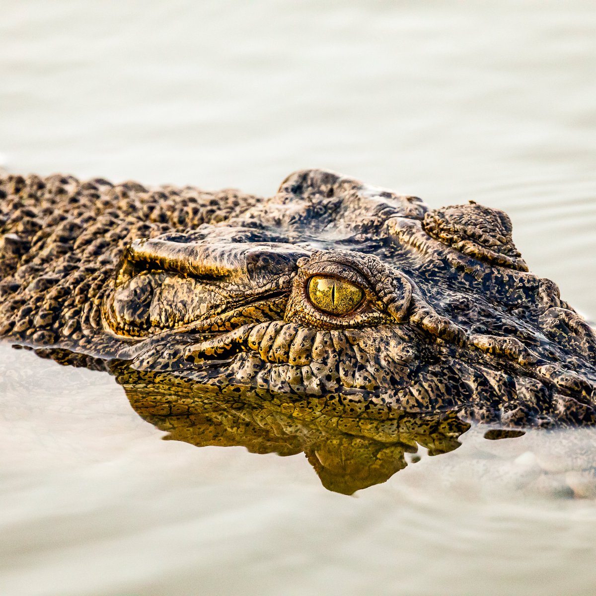 Discovery's tweet photo. "Humans want to save things that they love. My job, my mission, the reason I've been put onto this planet -  is to save wildlife."

Happy #SteveIrwinDay! 🐊

Stream the legendary #CrocodileHunter on @discoveryplus here: https://t.co/ffnCe79ayr https://t.co/VXPH1KnYLL
