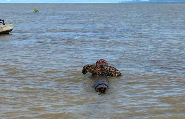 PlataformaALTO's tweet photo. Un millón de gracias a los miembros de la @ArmadaColombia, que tras más de una hora de intentos, lograron salvaron la vida un jaguar que nadaba a la deriva en el mar, a 2 kilómetros de trierra firme, en el Golfo de Urabá. 🐯💕👏👏 https://t.co/bh4yy1qIZX
