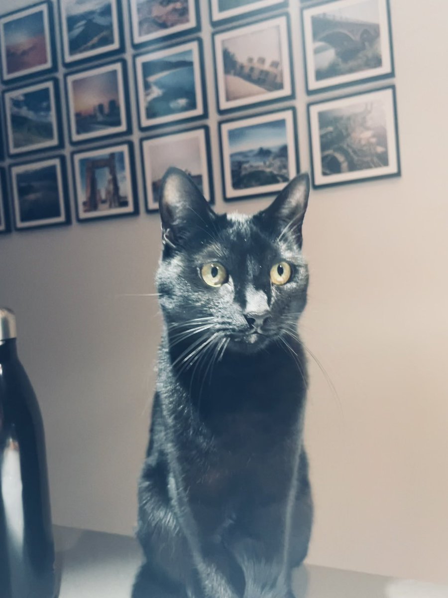 KJ_Wilby's tweet photo. Just a casual Monday cat photo #Ash #StreetCatsOfNZ #JetPet #CatsOfTwitter https://t.co/f5Ut48fOE5
