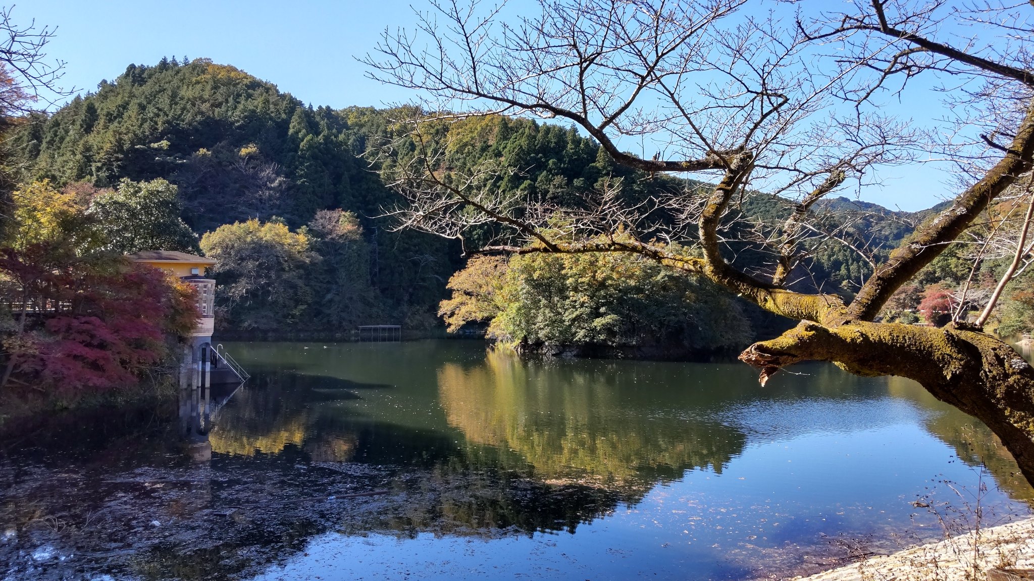 しろちゃん 葉が色づいてきました 紅葉の季節ですね 鎌北湖 T Co 8voiqbs3vs Twitter