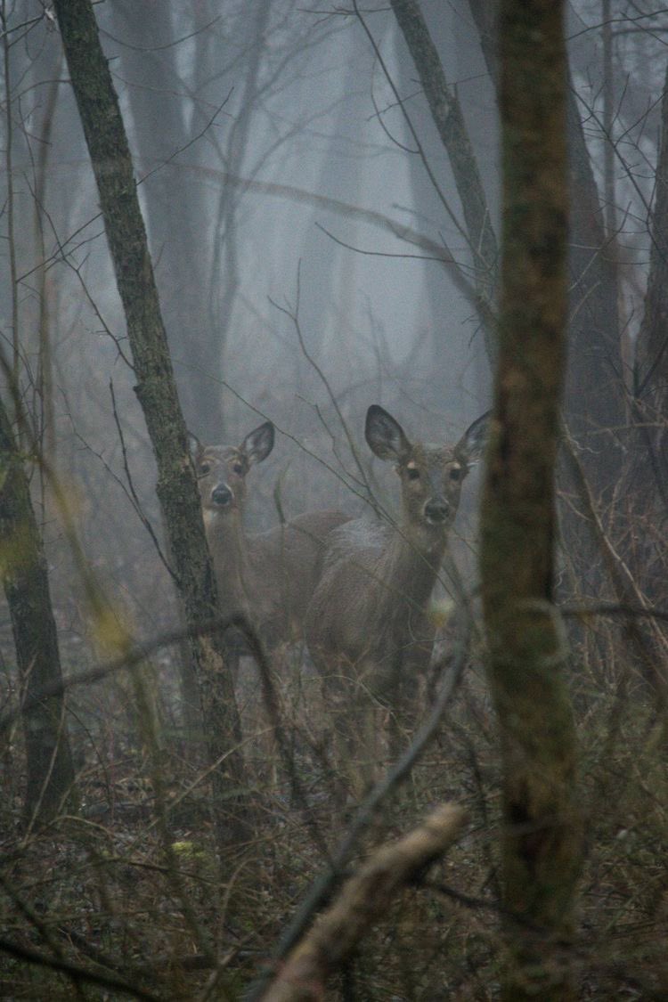Deer in Autumn🍂