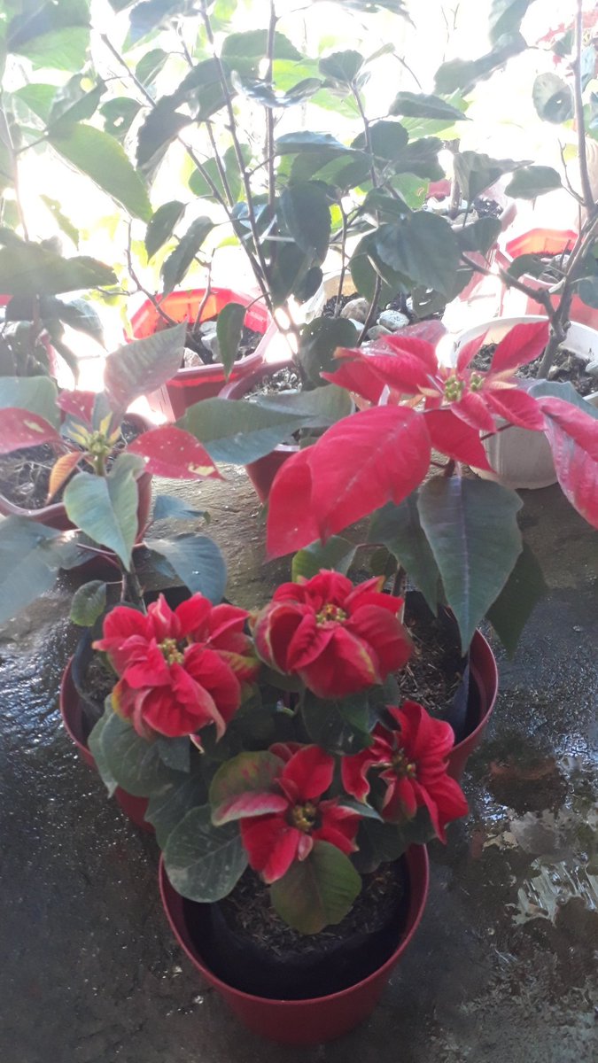 Swane47688833's tweet photo. Tuesday thoughts..
Being kind is more important than being right. What people often need is not a brilliant mind that speaks but a caring heart that listens.

#GoodMorningTwitterWorld #MorningVibes
#PhotoOfTheDay #PoinsettiaCollection
#WinterRose #ClassicRed #glitterRed
#plantita https://t.co/Prycxvi651