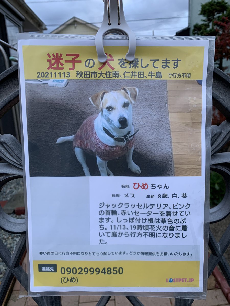 秋田市大住地区で迷子の犬を探しています。飼い主の方も涙を浮かべながら探しています😞どうか拡散お願いします。＃迷子　＃犬　#秋田市　＃大住　＃牛島　＃仁井田 https://t.co/Uh4PED596Z