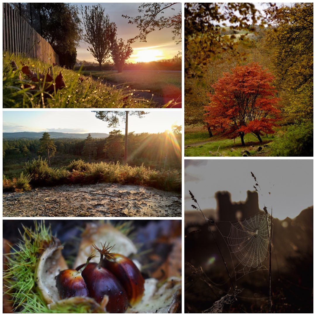 MRCPhotographic's tweet photo. #photography @adobespark #photographycompetition #autumn #adobespark #sparkpost #midhurstrothercollege https://t.co/JCCeuYKwCW