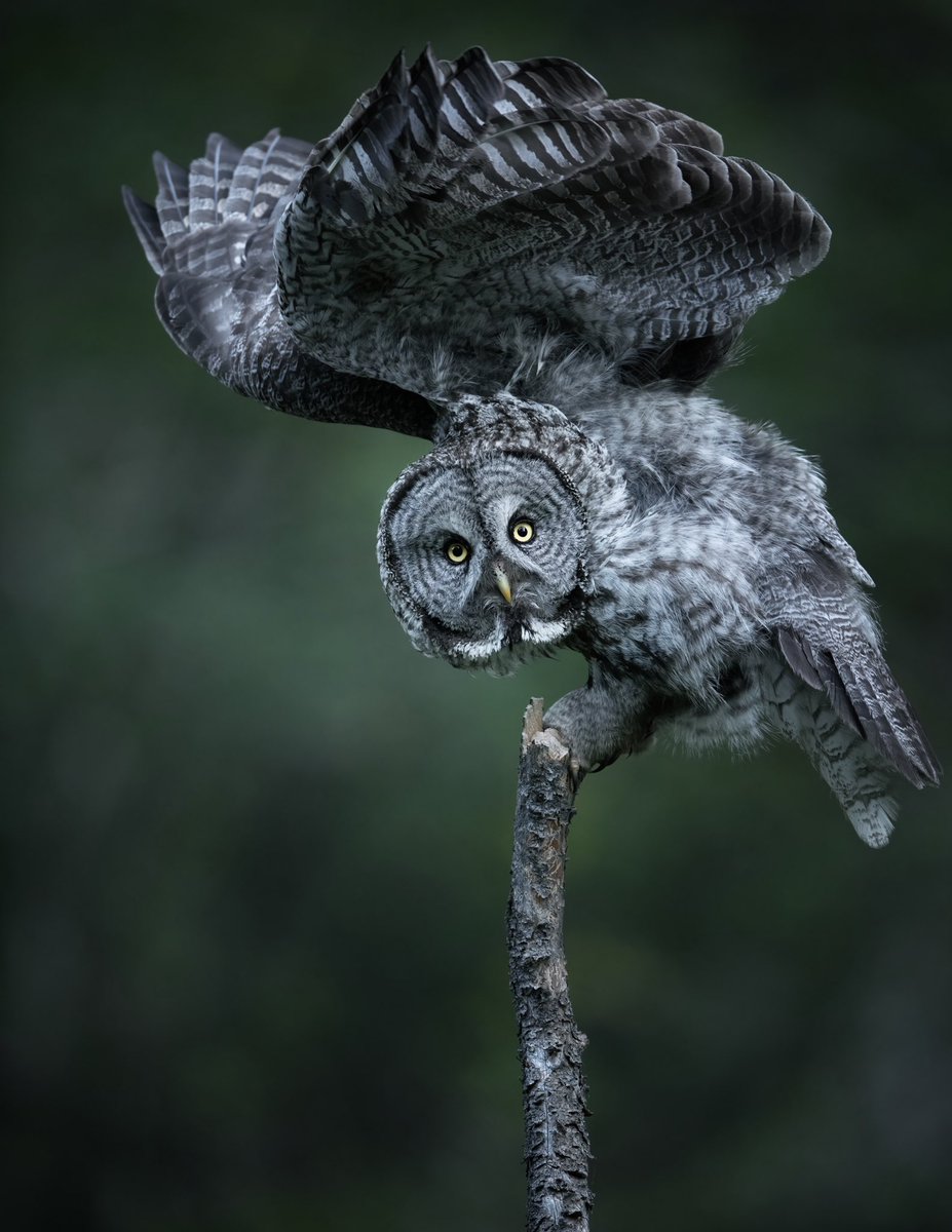 isaacspicz's tweet photo. Great Gray https://t.co/bfmfurFyMD
