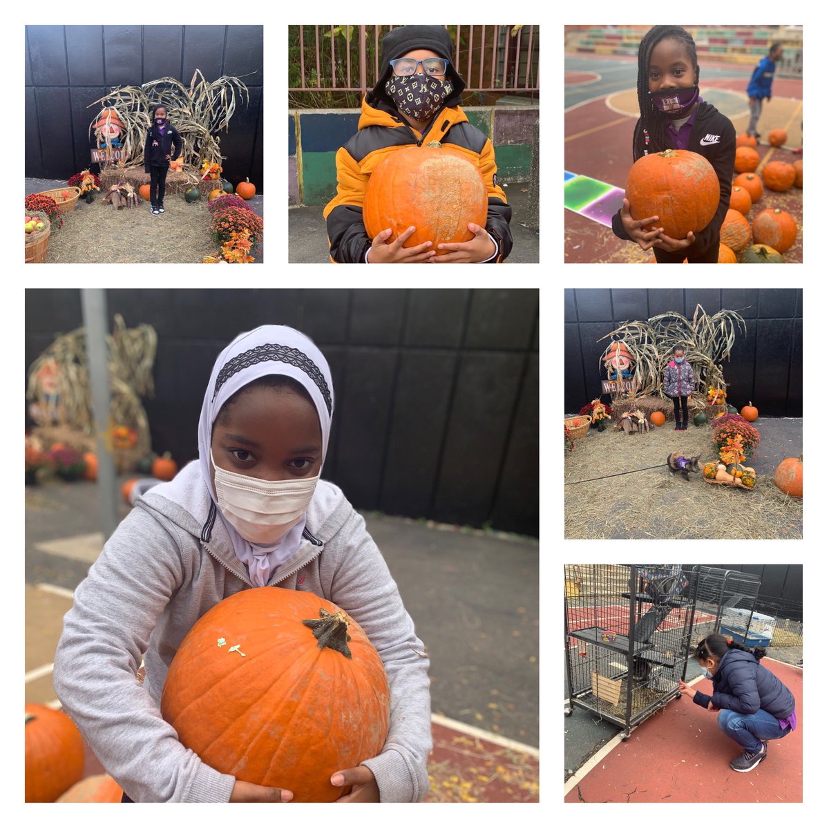 PS12brooklyn's tweet photo. PS 12 Scholars celebrated the autumn season with a Fall Festival. Student visited a pumpkin patch and animal exhibit in on site. https://t.co/E3Yt3zoxRJ