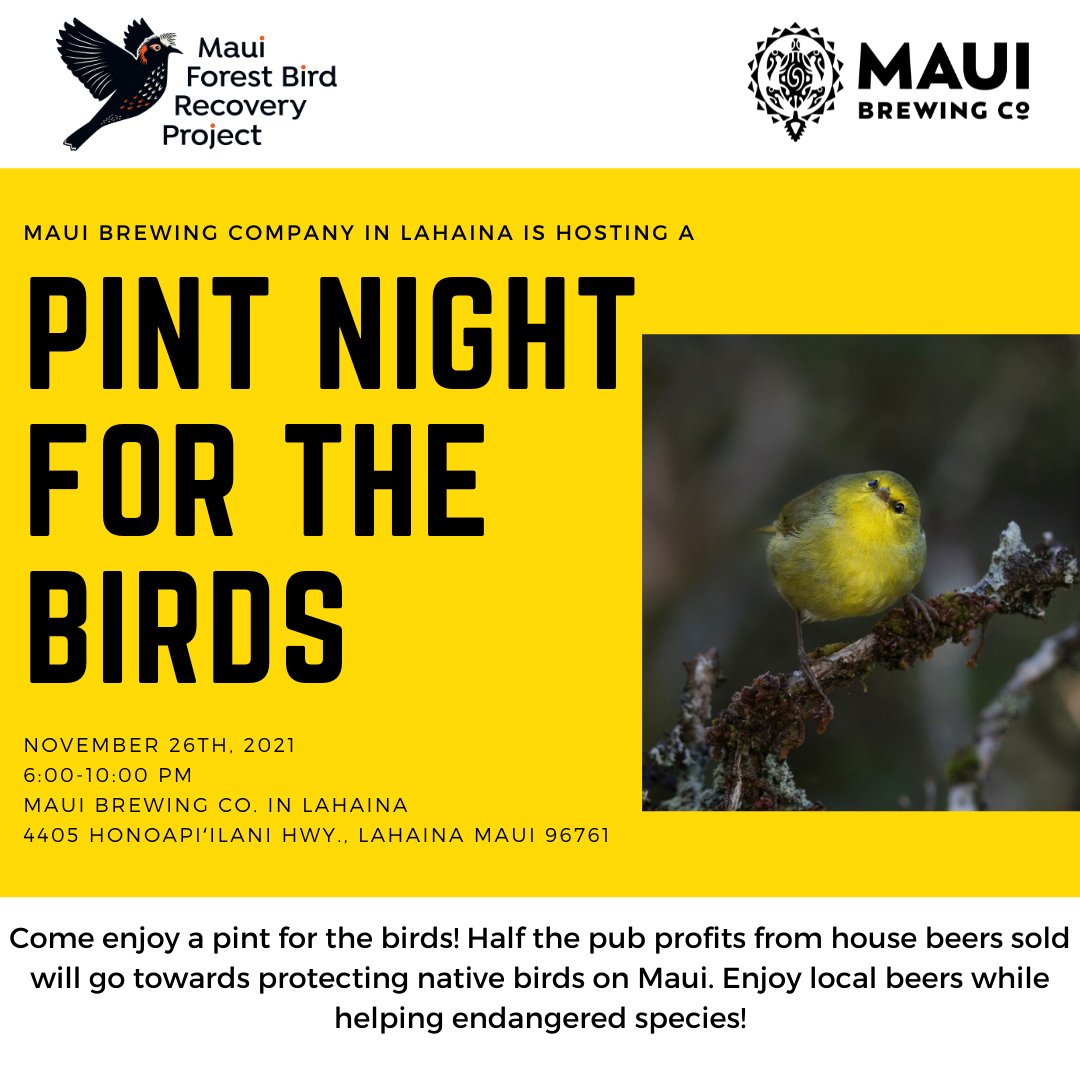 Join us on Nov. 26th from 6 pm-10 pm at Maui Brewing Co. in Lahaina for our Pint Night for the Birds! Half the pub profits from house beers will go towards bird conservation.