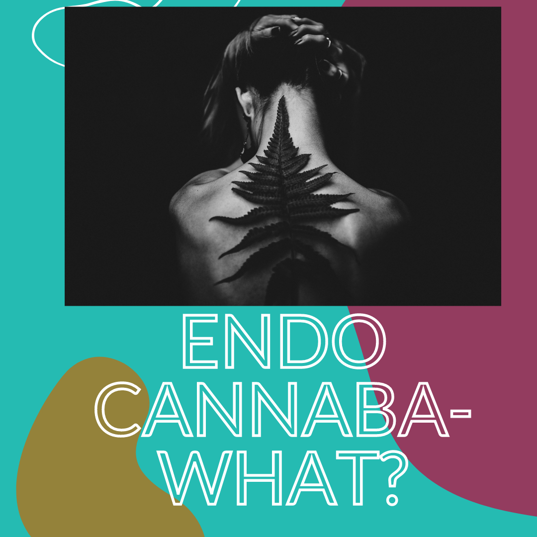 99% of the people I speak with have no idea they have an ENDOCANNABINOID SYSTEM. The entire role of this system is to maintain balance in our bodies. When we are out of balance due to stress, diet and other factors our body welcomes disease, inflammation and more.
Yes cannabis is