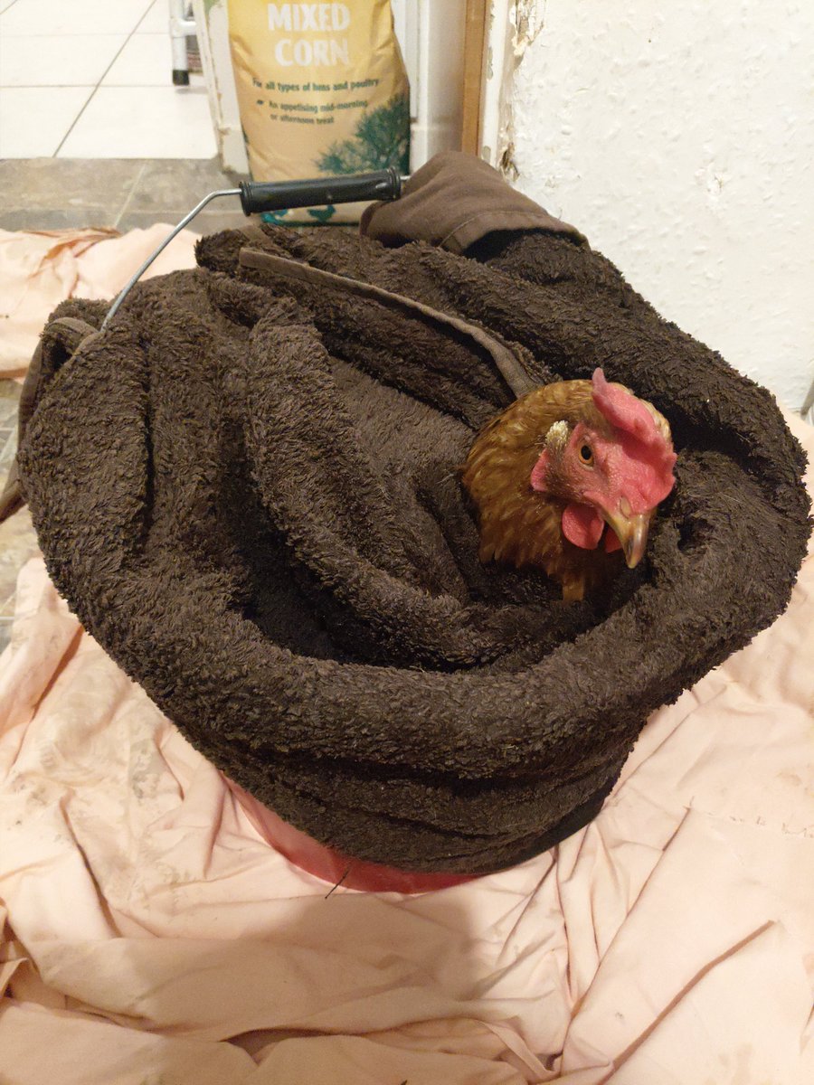 Just a chicken having a bath..