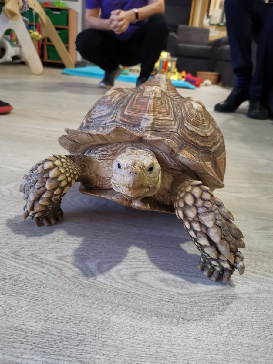 OT_EmmaG's tweet photo. Another great pet therapy session today with @Home_Safari. Wonderful feedback received from all involved! The babies loved it too! @Andersen_AdeleB @OT_LauraF @GMMH_NHS https://t.co/cG7M5T1V94