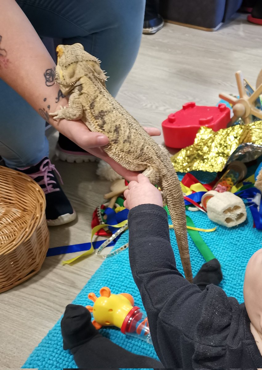 OT_EmmaG's tweet photo. Another great pet therapy session today with @Home_Safari. Wonderful feedback received from all involved! The babies loved it too! @Andersen_AdeleB @OT_LauraF @GMMH_NHS https://t.co/cG7M5T1V94