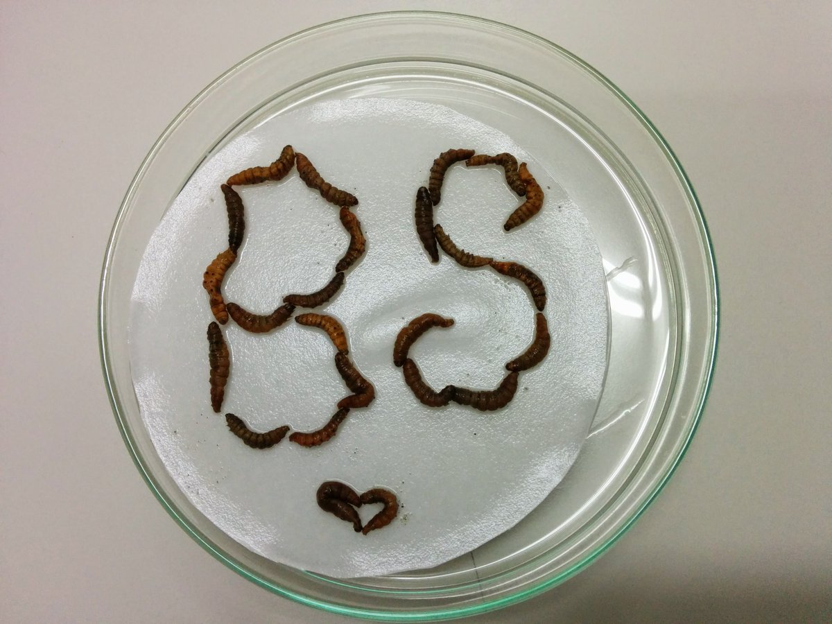 busrasadic's tweet image. Some entertaining activities in lab :) #EPNS #Nematodes
