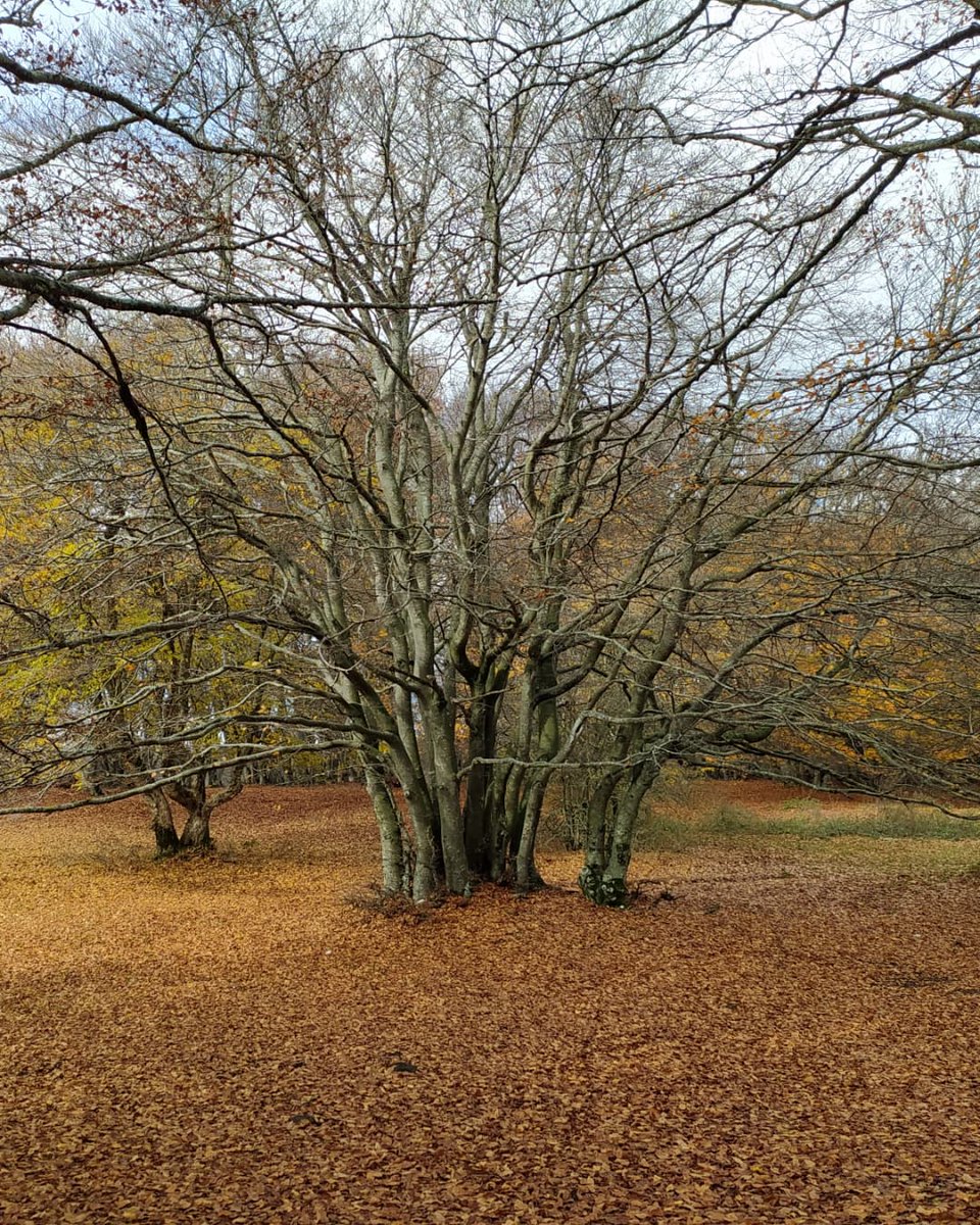 LeAvventure's tweet photo. In questo periodo non si può non andare a #canfaito 

#Marche #foliage #travelphotography #tourism #igersmarche #travelblogger #travellers #visitmarche #travelling https://t.co/bJcmbEHheF