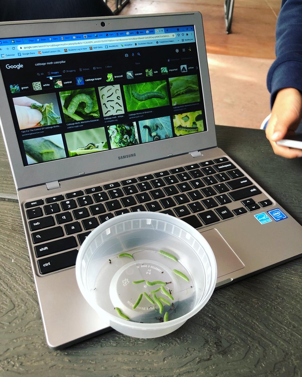 imaginationlab1's tweet photo. The culprit has been caught! In the garden, our cabbage and brussel sprouts have been covered in holes and we’ve found out why. After the removal of these hungry pests, Ss researched to identify and solve for the problem: Cabbage moth larvae. Stay tuned for natural pest remedies. https://t.co/u1Epe9nNJ2