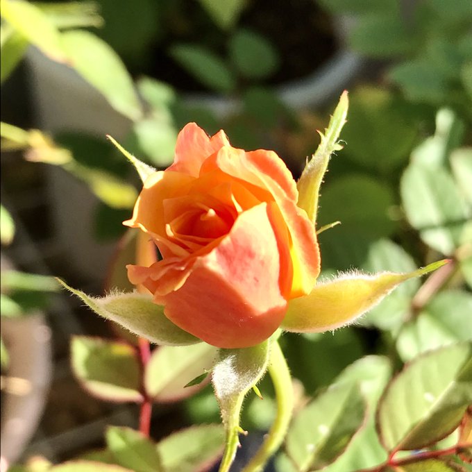 Smap 高画質 のtwitterイラスト検索結果 古い順 Smap 高画質 のtwitterイラスト検索結果 古い順