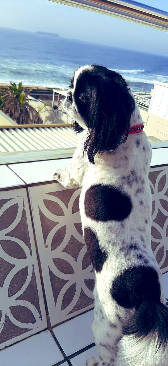 vaykzn's tweet photo. The view’s so good, even our furbaby visitors are kept mesmerized 😍 #catchingdolphins https://t.co/TUl433acaE