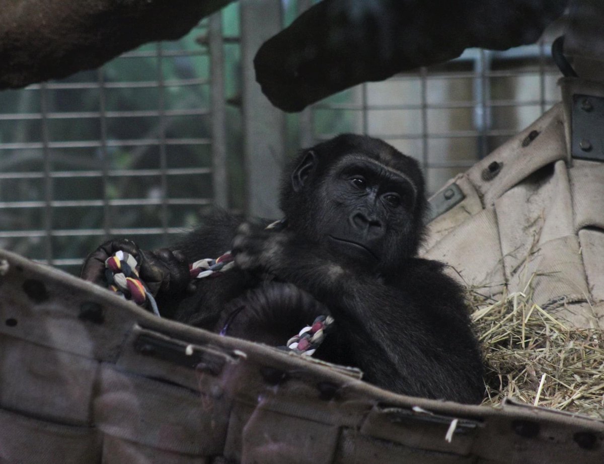 DodgerAmes's tweet photo. 🎉The happiest of birthday wishes go out to Addy!!! She is our favorite “Gorilla Hero” raising a lot of money for gorillas! Your hard work is much appreciated! Your primate friends thank you! Have a great birthday! @gorillaheroes10 @VandyViking @NationalZoo https://t.co/FHtpVZeFRj