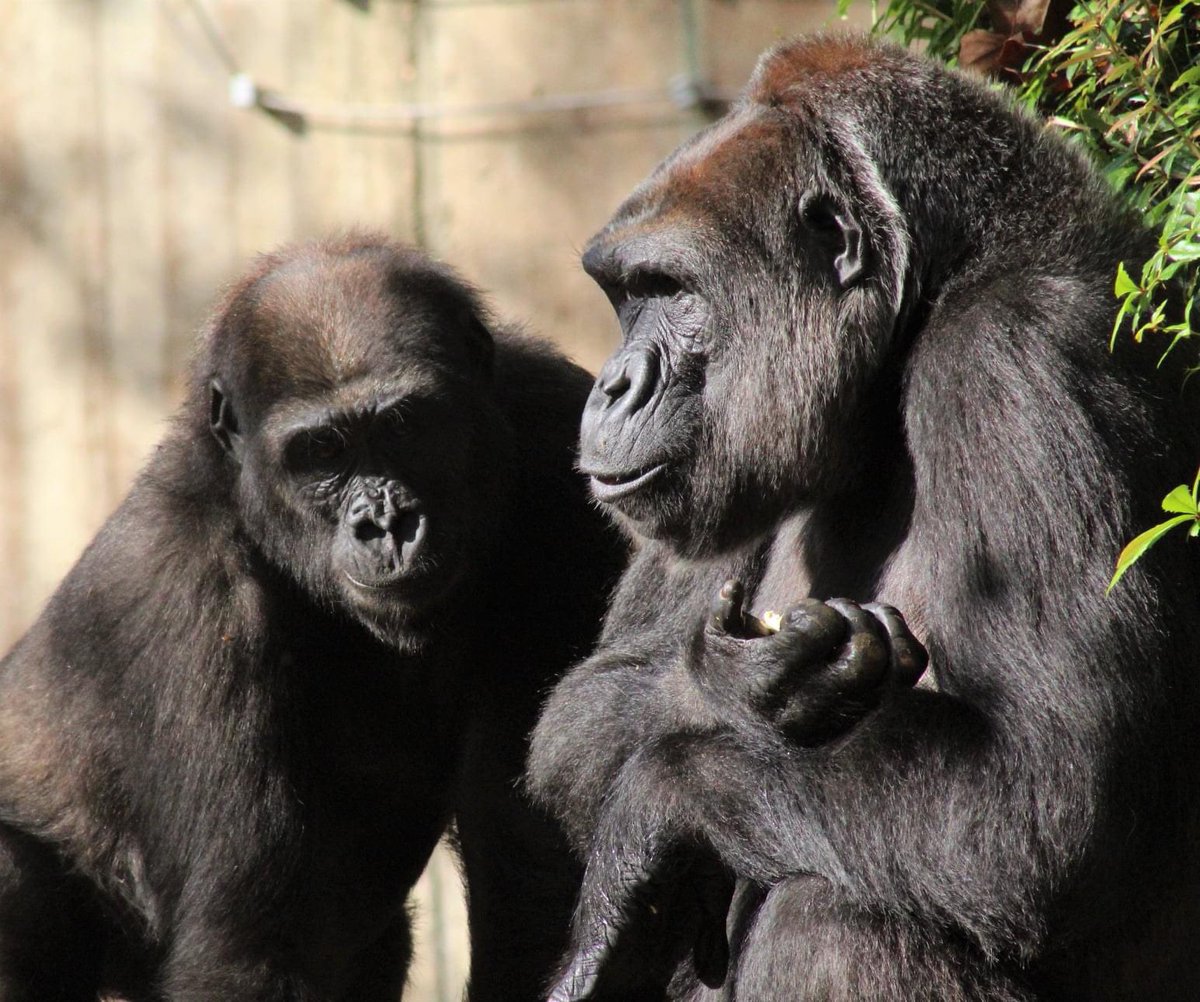 DodgerAmes's tweet photo. 🎉The happiest of birthday wishes go out to Addy!!! She is our favorite “Gorilla Hero” raising a lot of money for gorillas! Your hard work is much appreciated! Your primate friends thank you! Have a great birthday! @gorillaheroes10 @VandyViking @NationalZoo https://t.co/FHtpVZeFRj