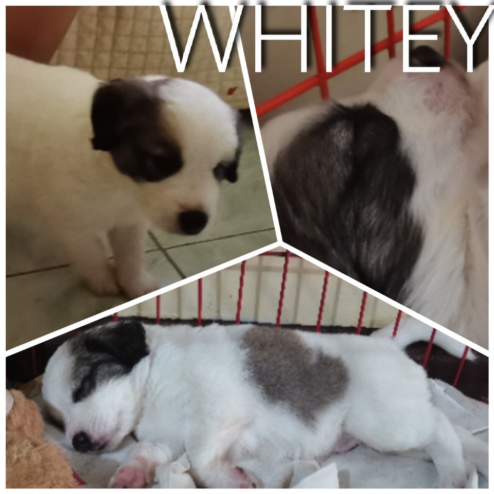 Good morning good morning happy pup, Let's do some Giveaways we are giving 300k of Xsamo coins to 10 lucky winners.
Just follow, like, Tweet!/Rt
<a href="/XsamoPhil/">Xsamo Philippines</a> @xrpsamoyed
And a beautiful picture of your loving Dogs🦮 please include their names. WINNER ANNOUNCEMENT AFTER 48Hrs ❤️❤️❤️