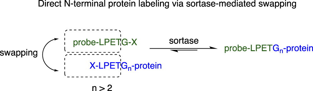 BioconjChem's tweet image. Site-specific protein #labeling is an enabling tool, but N-terminal labeling remains tricky. @m_rashidian1 et al @DanaFarber @harvardmed describe a #sortase-mediated swapping approach for site specific N-terminal labeling with near quantitative yield. 

pubs.acs.org/doi/10.1021/ac…