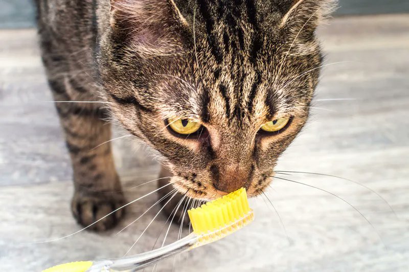 AllPetVoices's tweet photo. Cat dental care is an important but often overlooked aspect of cat health. Poor dental hygiene can lead to a host of other health issues. Did you know there are several ways you can help your cat's teeth at home? 
Read more: https://t.co/0MaPKrCieu https://t.co/0lvKaWhPAr